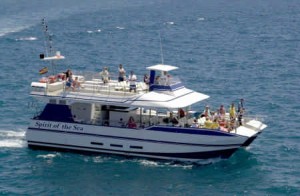 Whale - Dolphin watching boat trips | OkGranCanaria