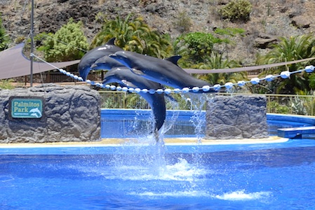 delfines gran canaria