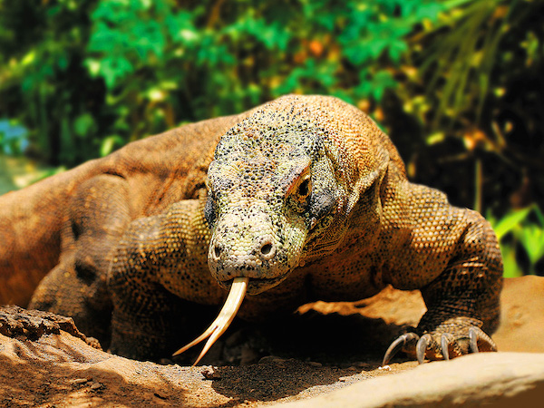 Dragon de Komodo Palmitos Park