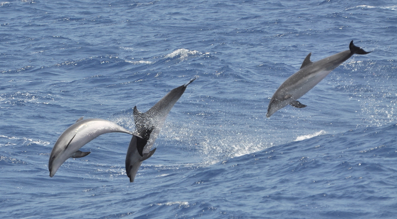 avistamiento delfines