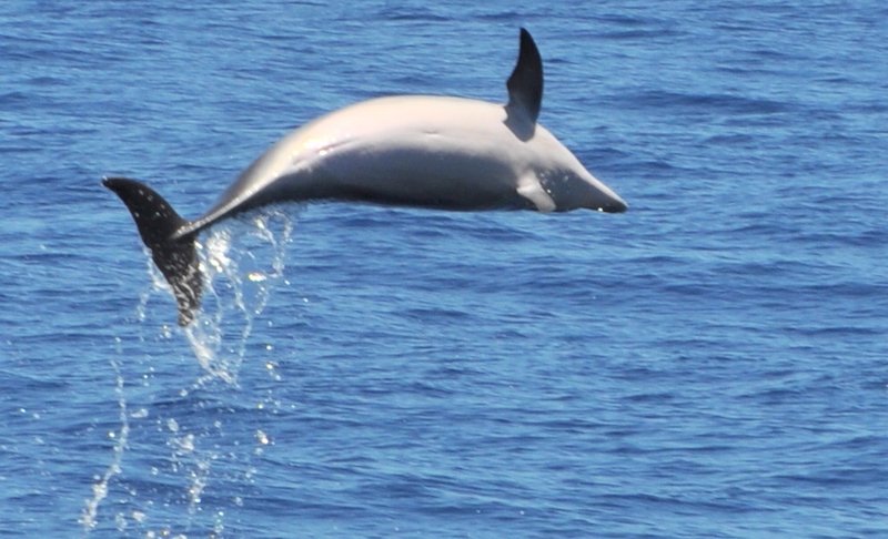 dolphin and wale trips gran canaria