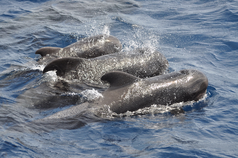 boat dolphin tour in Puerto Rico