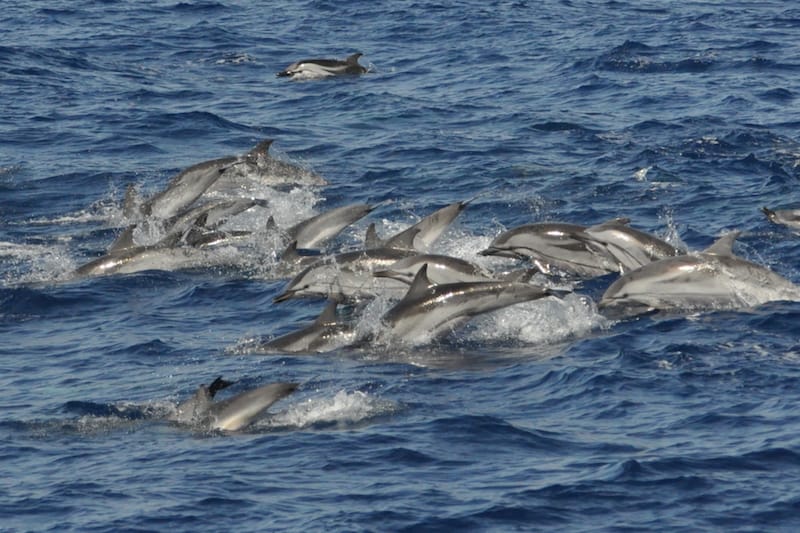 excursión barco delfines