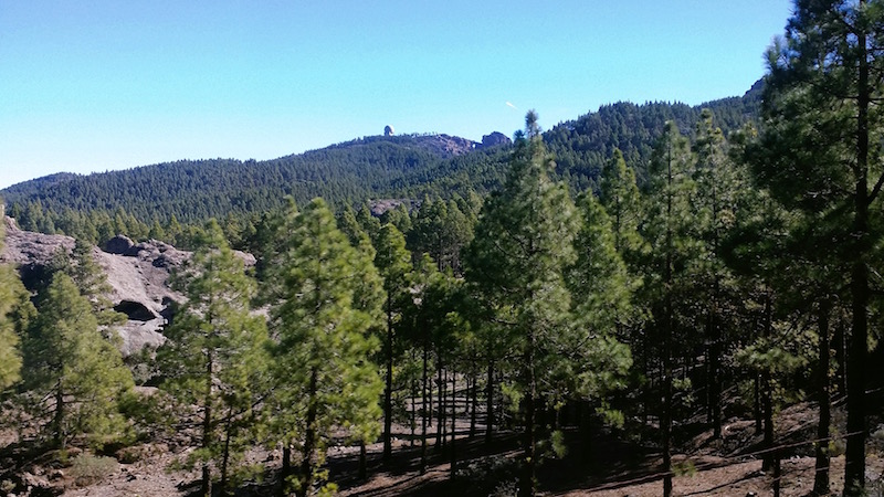 Peaks of Gran Canaria and pine forests