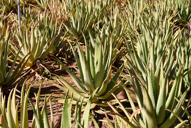 Aloe Vera farming in Gran Canaria