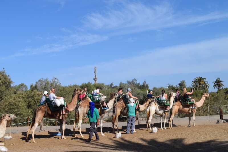 Excursión a camello en Maspalomas - Gran Canaria