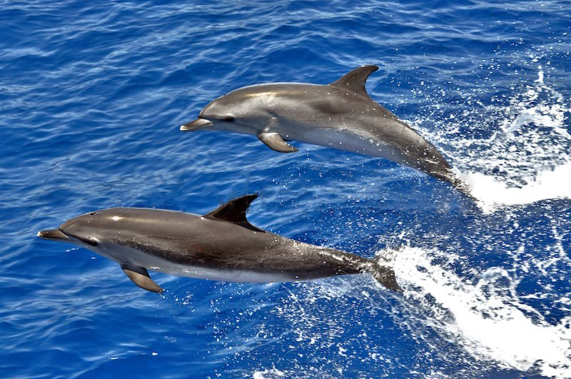dolphin boat trip in Las Palmas