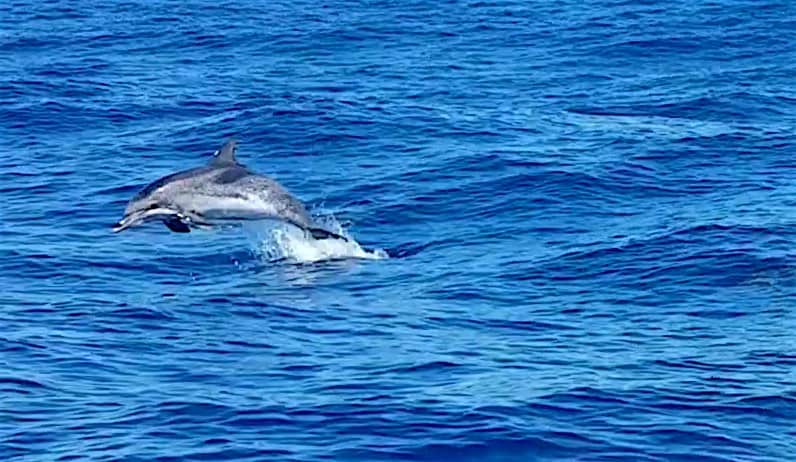 Avistamiento de delfines desde Puerto de Mogan