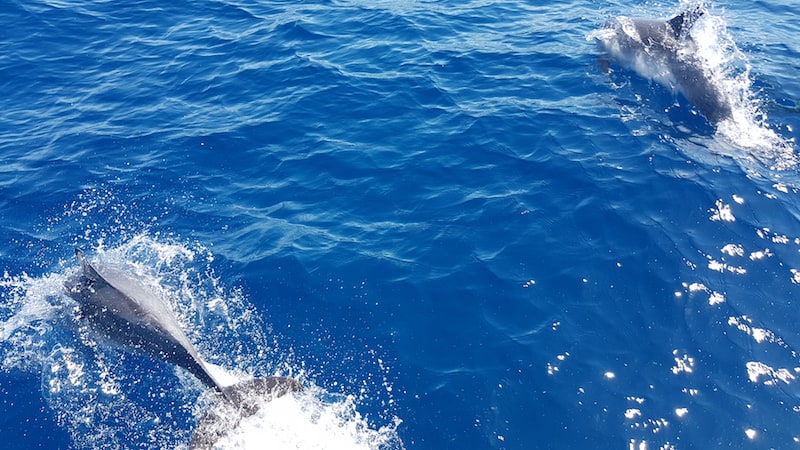 Dolphin and whale tour from Mogan for children