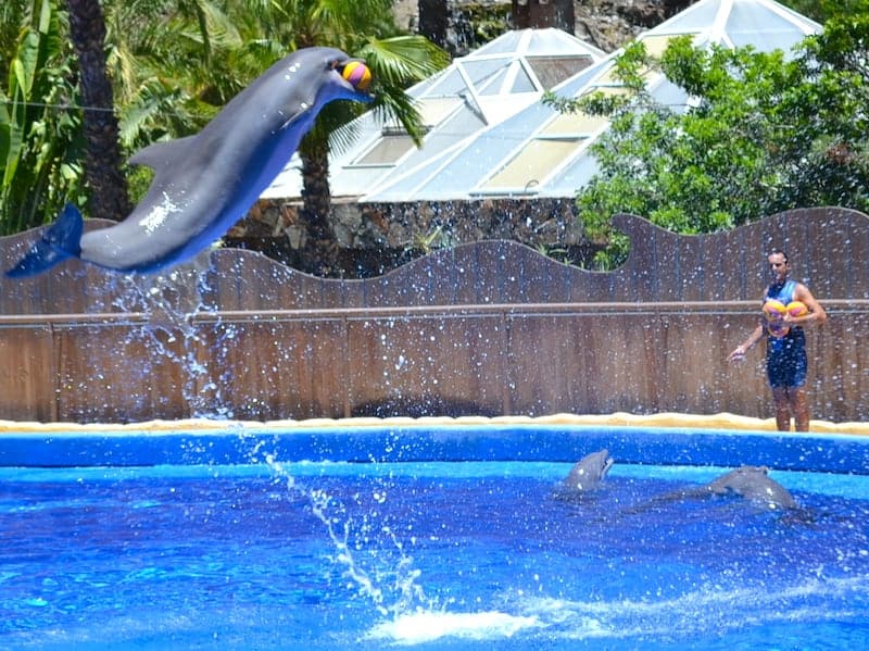 dolphin park gran canaria