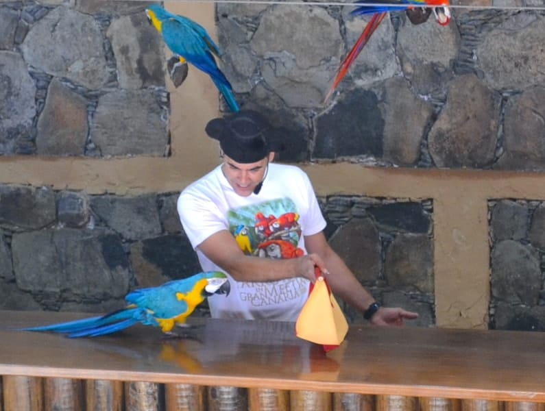zoo parrot show