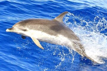 Delfines Gran Canaria - dolphin - delfin