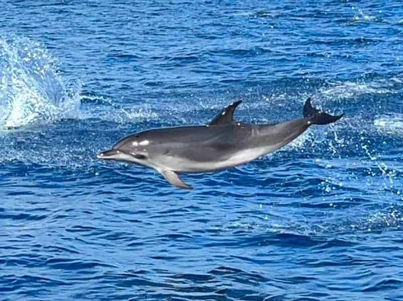 Dolphin tours in Gran Canaria