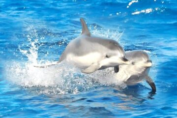 delfines gran canaria