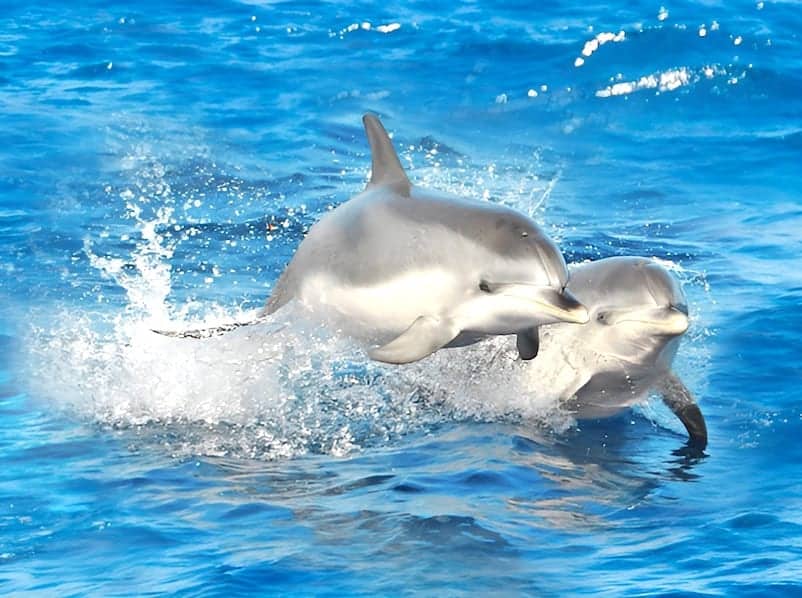 Excursión para ver delfines en catamaran grande