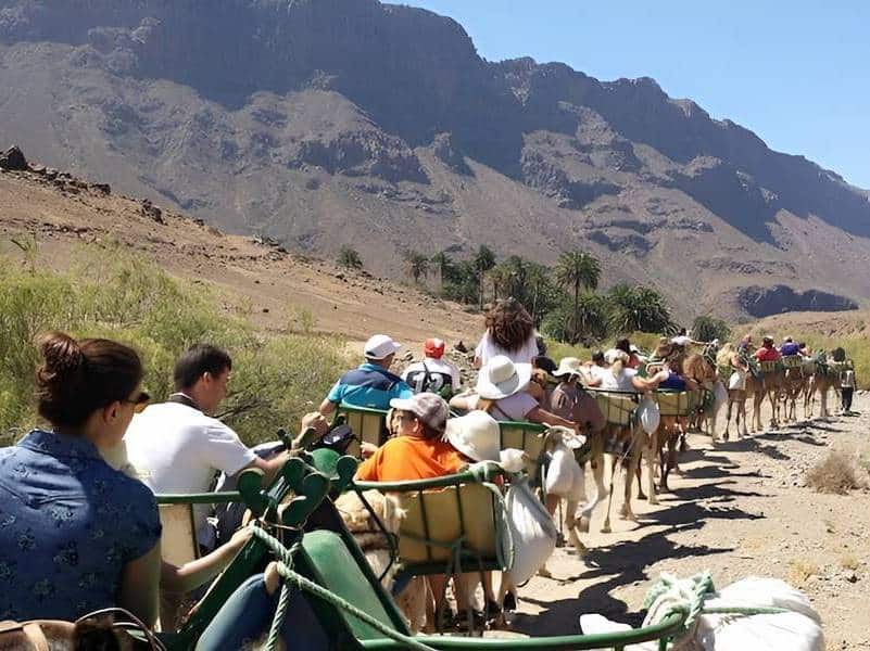 Paseo en camello por el Barranco de Fataga
